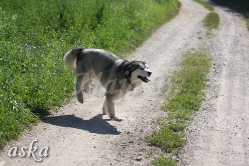 Zajčja dobrava - Aska in Loa - 24.7.2009 - foto povečava