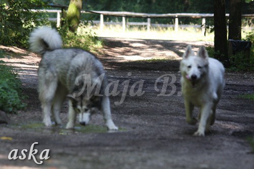 Zajčja dobrava - Aska in Kana - 5.8.2009 - foto