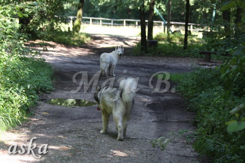 Zajčja dobrava - Aska in Kana - 5.8.2009 - foto