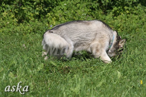 Zajčja dobrava - Aska in Kana - 5.8.2009 - foto