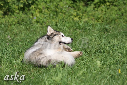 Zajčja dobrava - Aska in Kana - 5.8.2009 - foto