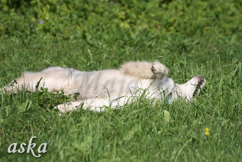 Zajčja dobrava - Aska in Kana - 5.8.2009 - foto