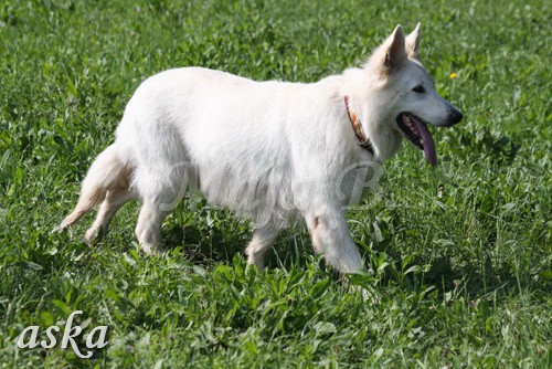 Zajčja dobrava - Aska in Kana - 5.8.2009 - foto povečava