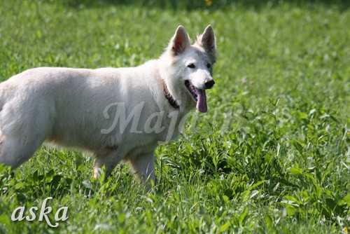 Zajčja dobrava - Aska in Kana - 5.8.2009 - foto povečava