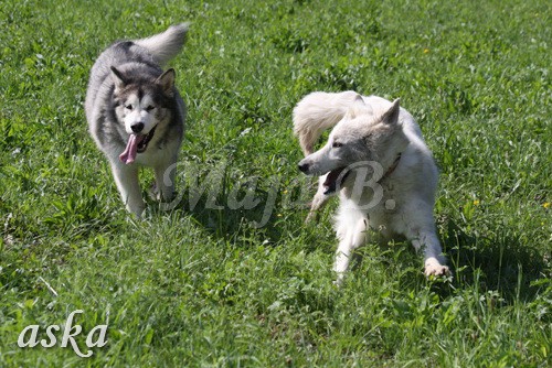 Zajčja dobrava - Aska in Kana - 5.8.2009 - foto