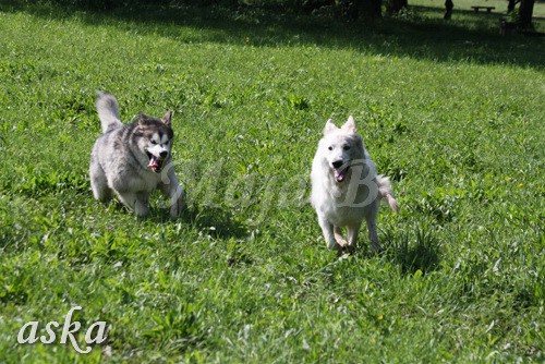 Zajčja dobrava - Aska in Kana - 5.8.2009 - foto