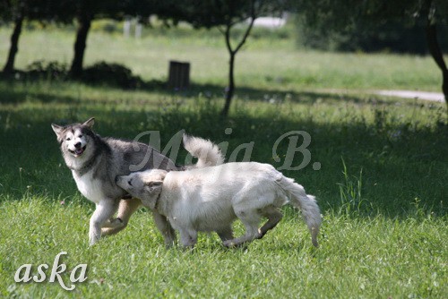 Zajčja dobrava - Aska in Kana - 5.8.2009 - foto povečava