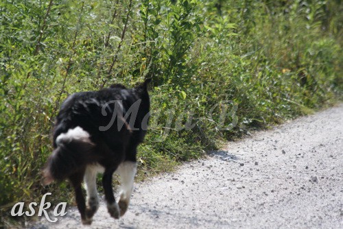 Zajčja dobrava - Aska in Kana - 5.8.2009 - foto