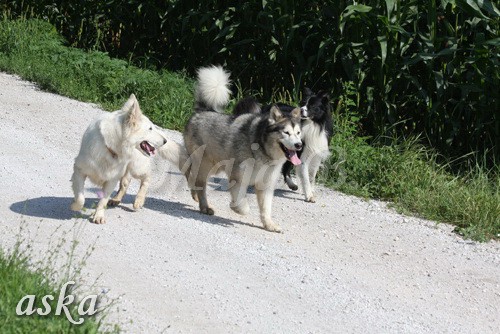 Zajčja dobrava - Aska in Kana - 5.8.2009 - foto