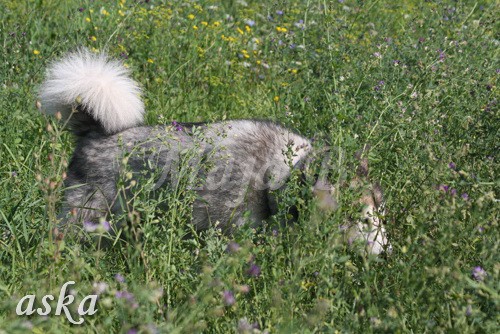 Zajčja dobrava - Aska in Kana - 5.8.2009 - foto povečava