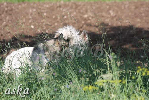 Zajčja dobrava - Aska in Kana - 5.8.2009 - foto