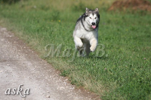 Zajčja dobrava - Aska in Kana - 5.8.2009 - foto