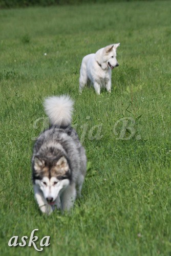 Zajčja dobrava - Aska in Kana - 5.8.2009 - foto