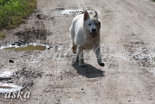 Zajčja dobrava - Aska in Kana - 5.8.2009 - foto