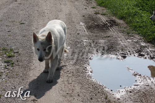 Zajčja dobrava - Aska in Kana - 5.8.2009 - foto