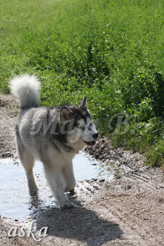 Zajčja dobrava - Aska in Kana - 5.8.2009 - foto povečava