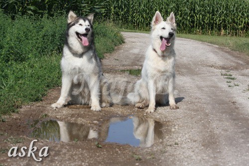 Zajčja dobrava - Aska in Kana - 5.8.2009 - foto