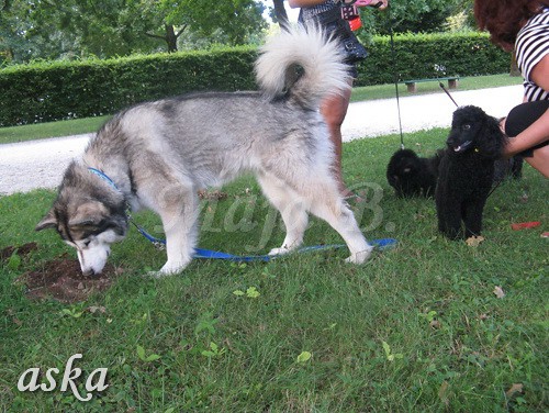 Sprehod - Aska, Kaja in Keli - 6.8.2009 - foto