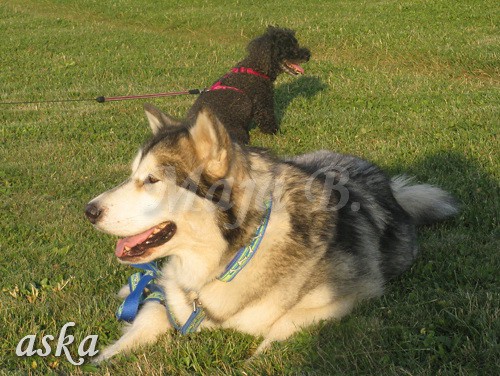 Sprehod - Aska, Kaja in Keli - 6.8.2009 - foto