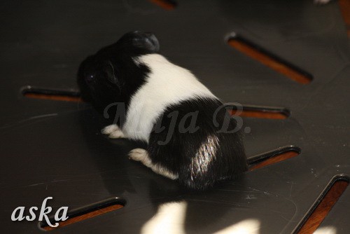 Pingijina mladička stara 3 dni - 31.8.2009 - foto