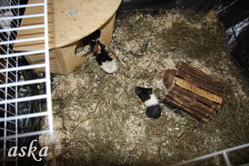 Pingijina mladička stara 3 dni - 31.8.2009 - foto povečava