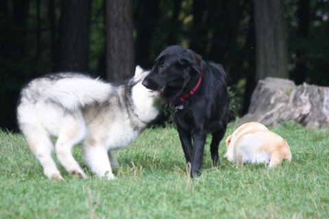 Botanični vrt, Grad - Aska, North, Abby - 18. - foto povečava