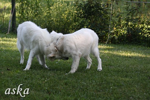 Piknik Belih švicarskih ovčarjev - 15.8.2009 - foto