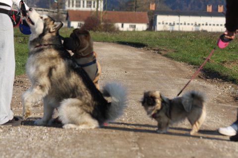 Zajčja dobrava, Aska,Lee in Bella, 31.10.2009 - foto