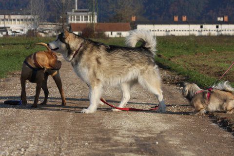 Zajčja dobrava, Aska,Lee in Bella, 31.10.2009 - foto