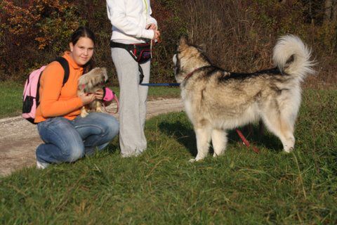 Zajčja dobrava, Aska,Lee in Bella, 31.10.2009 - foto