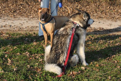 Zajčja dobrava, Aska,Lee in Bella, 31.10.2009 - foto