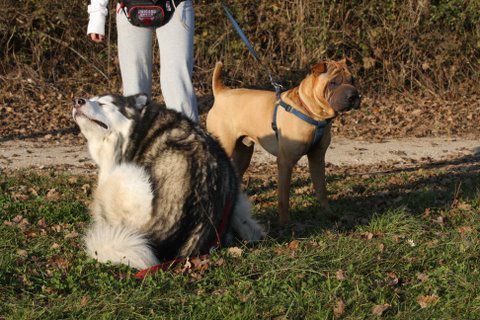 Zajčja dobrava, Aska,Lee in Bella, 31.10.2009 - foto povečava