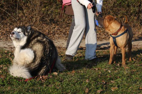 Zajčja dobrava, Aska,Lee in Bella, 31.10.2009 - foto