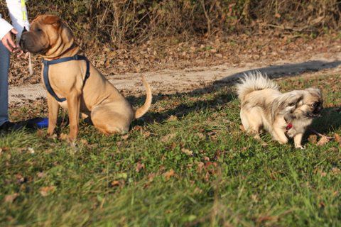 Zajčja dobrava, Aska,Lee in Bella, 31.10.2009 - foto povečava