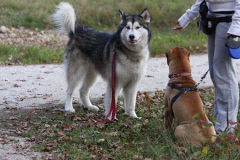 Zajčja dobrava, Aska,Lee in Bella, 31.10.2009 - foto povečava