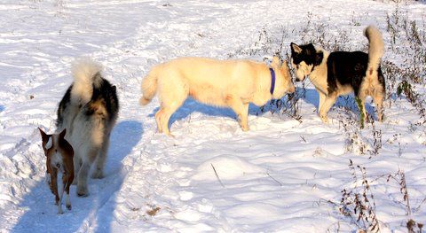 Božično srečanje - 20.12.2009 - foto