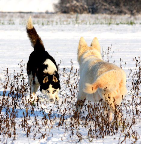 Božično srečanje - 20.12.2009 - foto povečava