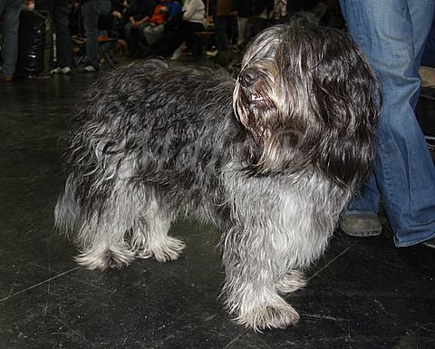 Pasja razstava Graz 2. del, 7.3.2010 - foto povečava