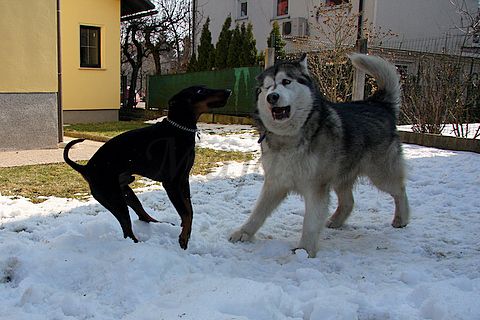 Aska in Dalton - 14.3.2010 - foto povečava