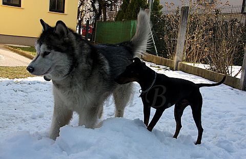 Aska in Dalton - 14.3.2010 - foto