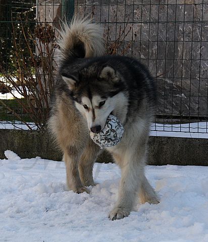 Aska in Dalton - 14.3.2010 - foto povečava