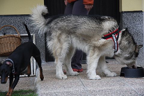 Aska in Dalton - 21.3.2010 - foto povečava