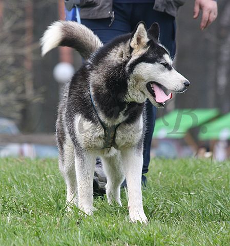 1.tekmovanje vlečnih psov,Logatec,10.4.2010 - foto