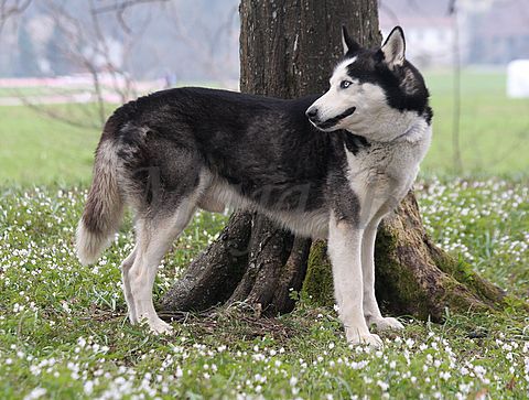 1.tekmovanje vlečnih psov,Logatec,10.4.2010 - foto povečava