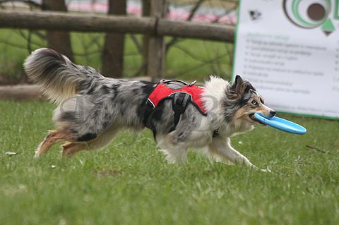 1.tekmovanje vlečnih psov,Logatec,10.4.2010 - foto