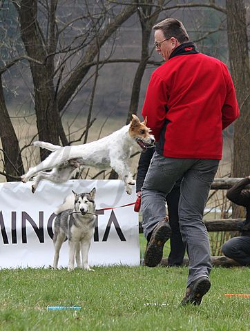 1.tekmovanje vlečnih psov,Logatec,10.4.2010 - foto povečava