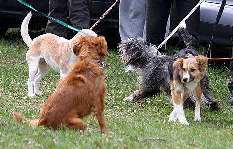 1.tekmovanje vlečnih psov,Logatec,10.4.2010 - foto povečava