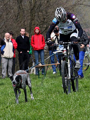 1.tekmovanje vlečnih psov,Logatec,10.4.2010 - foto povečava