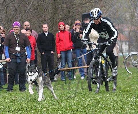 1.tekmovanje vlečnih psov,Logatec,10.4.2010 - foto povečava