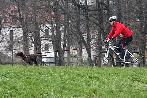 1.tekmovanje vlečnih psov,Logatec,10.4.2010 - foto